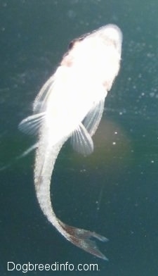 The underside of an otocinclus catfish. It is facing up.