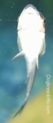 Close Up - The underside of an otocinclus catfish suctioned to the glass.