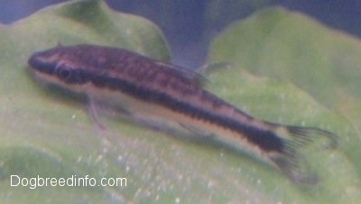 Close Up - An otocinclus catfish is swimming over top of a leaf