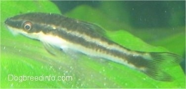 A black and silver otocinclus catfish is swimming over top of a leaf