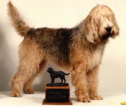 ikke Brun Jeg regner med Otterhound Dog Breed Information and Pictures