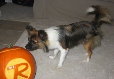Side view - A white, tan and black Paperanian dog is standing on a tan carpeted floor sniffing a pumpkin with The Boy Wonder logo carved on it.