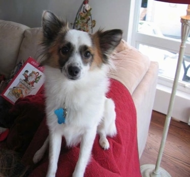 A white with brown, tan and black Papimo is sitting on a red blanket on top of the arm of a couch looking up and forward.