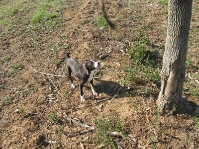 View from above looking down at the dog - A blue and white Parnell's Carolina Cur dog is standing in patchy grass looking up a tree.