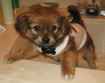 Maya the Cheeks puppy is standing in a sink with her paws up on the side.