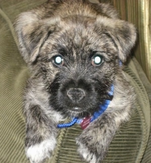 Close up - A tan and black brindle with white Peka-A-West puppy is laying on a dark green pillow looking forward.