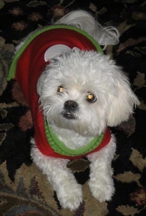 A wavy-coated white Peek-A-Poo is wearing a red with green shirt. It is looking up and to the left. Its coat looks soft and its bottom teeth are showing.