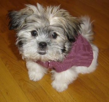 Close up front view from above looking down at the dog - A white with grey and tan Peke-A-Tese puppy is sitting on a hardwood floor wearing a violet sweater.