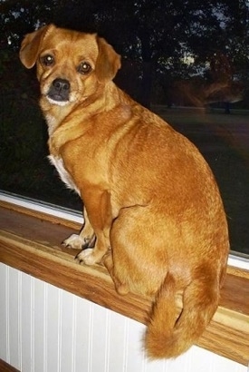 The backside of a shorthaired brown with white Pekehund sitting on a windowsill looking back towards the camera.