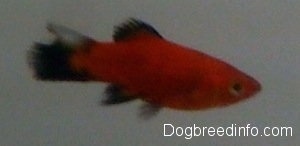 Close Up - A red and black platy Fish