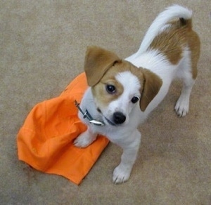View from above of a drop-eared, white with red Pomeagle puppy standing on a carpet and its front right paw is on top of a bright orange hat looking up. The dog's tail is up.