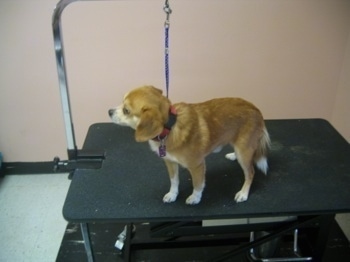 Side view - A red with white Pomeagle is standing on a grooming table at the groomers. It is looking to the left.