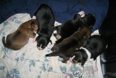 View from the top looking down of a litter of 5 Pomeagle puppies laying on a white with pink and green flowered blanket and a blue blanket that are on top of a black leather couch.