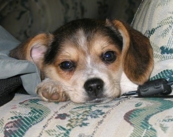 Close up head shot - A drop eared, black, tan and white Pomeagle puppy is laying down on a white and green patterned couch with a black wire next to its front paw.