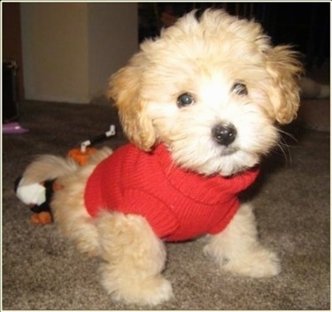 Front side view - A soft-looking, tan with white Poo-Ton puppy is wearing a red shirt sitting on a tan carpet looking forward with its head slightly tilted to the left.