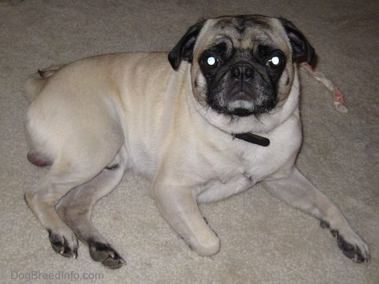 Side view - A tan with black Pug is laying on a carpet and it is looking up. There is a rawhind chew stick to the right of it.