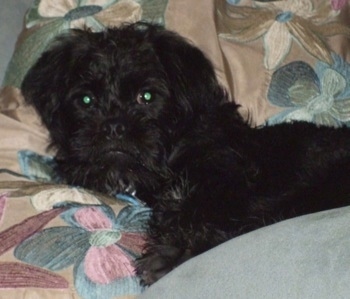 Close up head and upper body shot - A wavy-coated, black Pughasa dog is laying across a floral print pillow looking forward. It looks like an Ewok with a frown.