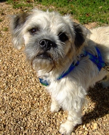 pug and bichon frise mix