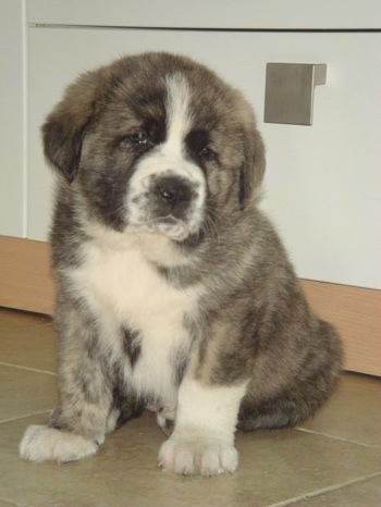 A thick, fluffy grey with black and white Rafeiro do Alentejo puppy is sitting on a tiled floor and it is looking forward. Its head is slightly tilted to the right.
