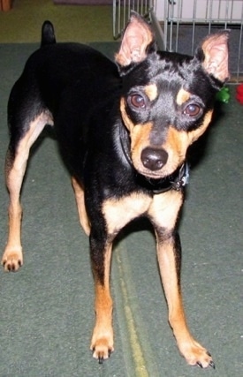 American Rat Pinscher Dog Breed 