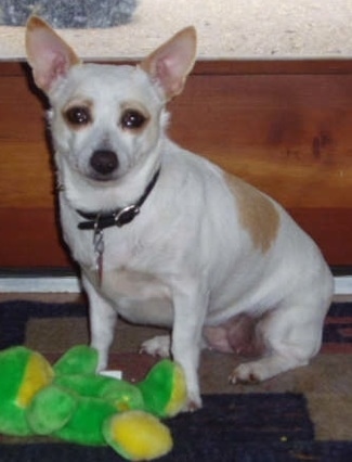 A white with tan Ratshi Terrier is sitting on a rug and in front of it is a plush frog toy. The Terrier is looking forward. The dog is overweight and has perk ears.