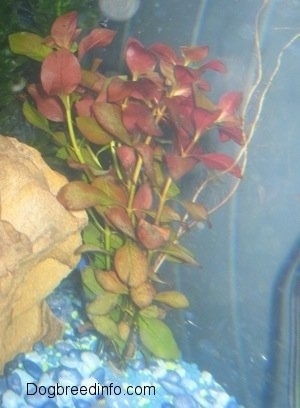 A Red Ludwigia is in an aquarium in between a rock and the glass. The tank has shades of blue gravel with some yellow mixed in.