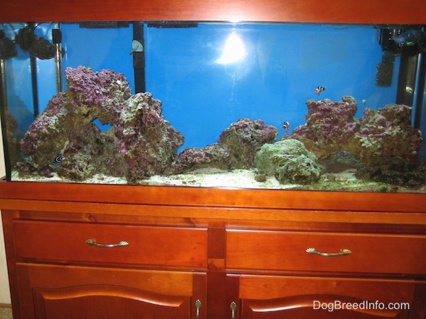 A cherry wooden aquarium filled with rocks and an assortment of salt water fish