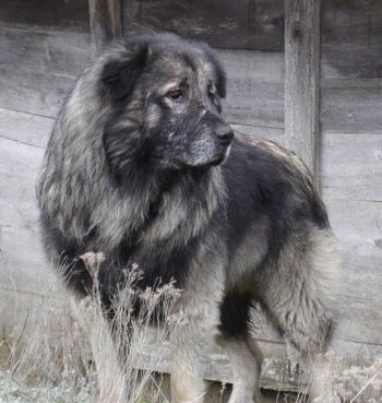 yugoslavian shepherd dog