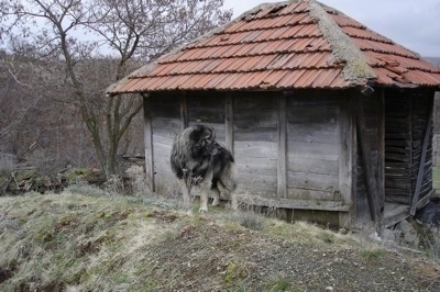 A large breed black and gray Sarplaninac dog is standing outside of a square wooden building with a red roof and it is looking to the right