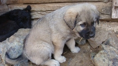 The right side of a tan with black small Sarplaninac puppy that is sitting in a circle of rocks. It is looking down and to the right. There is a black Sarplaninac puppy laying down behind it.