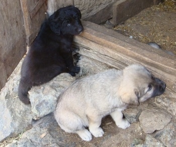 The back of a black Sarplaninac puppy that is sitting on a rock in front of a doorway. A tan with black Sarplaninac puppy is sitting on rocks behind it and it is looking to the right.