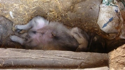 A tan with black Sarplaninac puppy is sleeping with its belly up in front of a doorway.