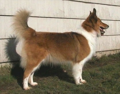 Right Profile - A brown and white Scotch Collie dog is standing in grass and they are looking to the right. Its mouth is open and tongue is out. There is a house next to it. The dog has perk ears and a long fringe tail that is up in the air.