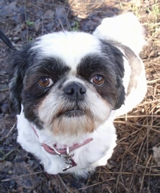 Close up - A shaved black and white Shih-Tzu is sitting on grass and it is looking up. It has a black nose and black lips.