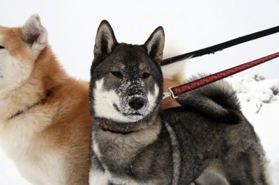 what is the shikoku dog