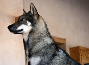 Left Profile head and upper body shot - A thick coated, black and grey with white and tan Shikoku-Ken is looking to the left.