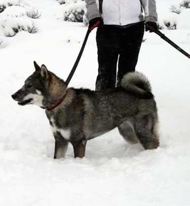 The left side of a black and grey with white and tan Shikoku-Ken standing in deep snow looking to the left. There is a person dressed in winter clothing holding its leash behind it.