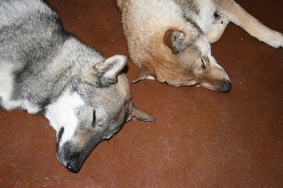 A white and grey Shikoku-ken and a white and tan Shikoku-Ken are sleeping on a floor.