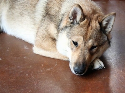 Close up - A tan with black and white Shikoku-Ken is laying down on a floor and it is looking forward. It looks sleepy and it has small perk ears and a thick furry coat.