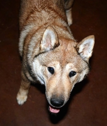 Close up - Top down view of a thick-coated, tan with blakc and white Shikoku-Ken is standing on a carpet and it is looking up. Its mouth is open and its tongue is out. It has small perk ears.