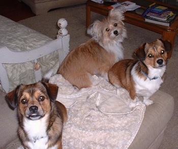 Three brown with white and black Shorgis are sitting on an ottoman that is placed on the end of a bed. They are all looking up and forward. Two dogs are short haired and one has longer fringe hair around its face and feathered off of its ears.