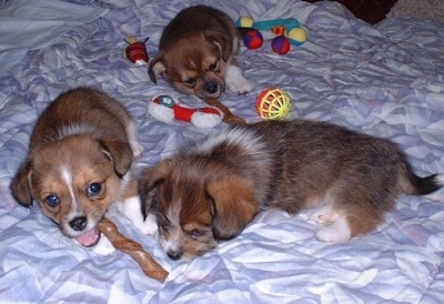 Three Shorgi puppies are laying down on a bed. The bed has toys all over it. One of the puppies is chewing on a rawhide stick.