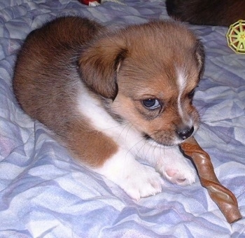 corgi shih tzu poodle mix