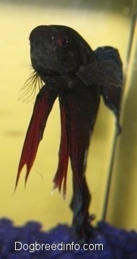 Close Up - A Purple with Blue and Red Siamese Fighting Fish is swimming over purple rocks