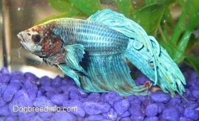 Close Up - A light teal blue with red and white Siamese Fighting Fish is wading in front of a water plant