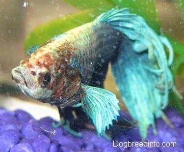 Close Up - A light teal blue with red and white Siamese Fighting Fish is swimming towards the front glass pane