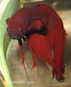 Close Up - A red Siamese Fighting Fish is swimming around