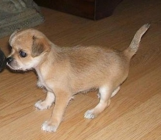 The left side of a shorthaired, tan with white Silkin puppy that is standing across a hardwood floor. It is looking to the left. The pup's ears are folded over in a V-shape.
