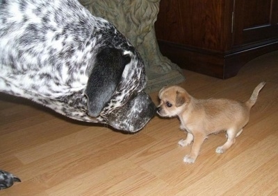A tiny tan with white Silkin puppy is standing on a hardwood floor and in front of it is a large white and black Pointer mix. They are nose to nose. The larger dog's head is bigger than the small dog.