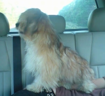Left Profile - A tan with white Silky-Lhasa dog is sitting on the side of a person who is laying down in the backseat of a vehicle that has tan leather seats.